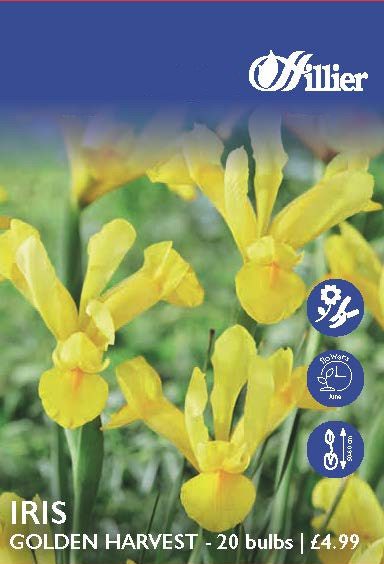 8718641999646 1 Dutch Iris Golden Harvest Bulbs.jpg
